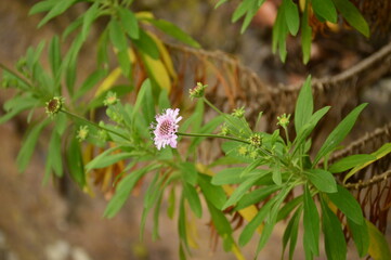 Flowers in a garden