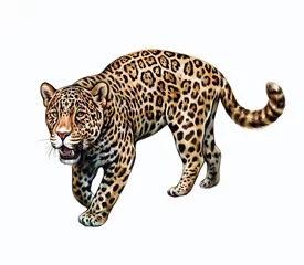 Foto op Plexiglas Jaguar (Panthera onca) © Liliya