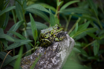Teichfrosch