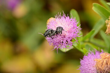 Bee on a flower