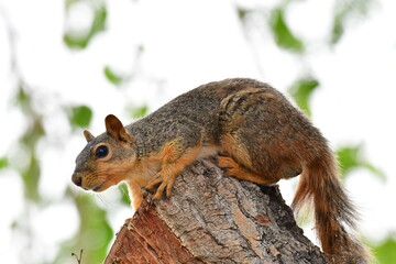 squirrel on tree stump
