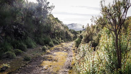 Fototapeta premium Madeira is a Portuguese island with great nature and hiking trails.