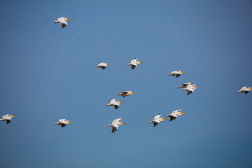 pelicans take off from the lake