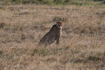 Cheetah in Mazai Mara