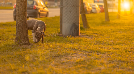 A gray-white mixed breed dog in a collar stands in a park outdoors in the light of the sun and...