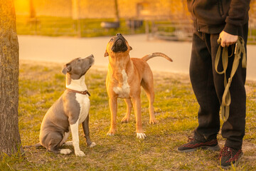 Two dogs mixed breed with drooping ears pitbulls  brown male standing and bicolor white-gray...