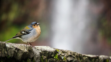 Madeira is a Portuguese island on the Atlantic Ocean with great nature and wonderful hiking trails.