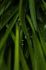 green grass green background dew