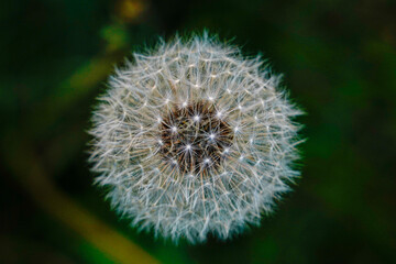 dandelion head in closeup, spring