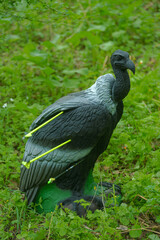collection of bright colorful professional archer arrows inserted into decorative bird target , close up 