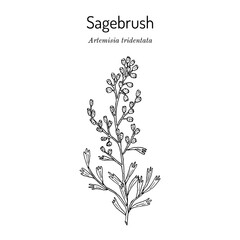 Wyoming big sagebrush Artemisia tridentata , the official state shrub of Wyoming - obrazy, fototapety, plakaty