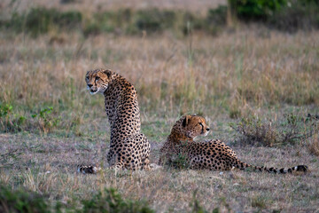 cheetah in the savannah