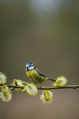 Blue tit,  Cyanistes caeruleus,perched on willow catkins, spring in Oxfordshire