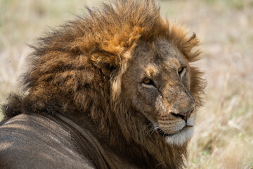 male lion in the wild