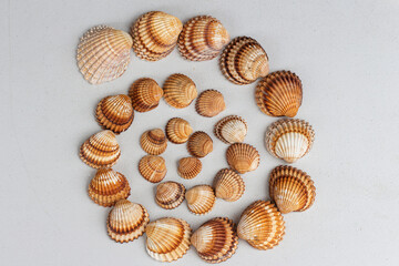 Conchas colocadas en espiral sobre un fondo blanco