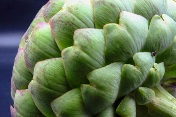 close up of purple and green leaf globe artichoke vegetable isolated on a black background