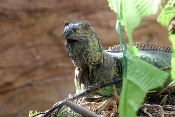 grüner Leguan