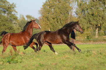Warmblüter auf der Koppel