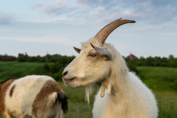 Portrait of white goat with big horns in pasture