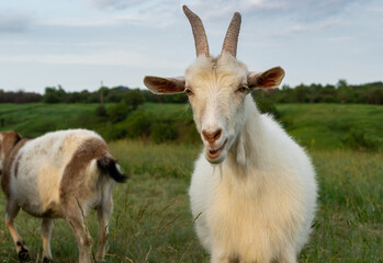 Obraz premium White goat stands on green meadow. Domestic animal in village. Portrait of white adult goat.