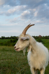 Vertical Portrait of white goat with big horns. Goat  stands in field with meadow and sky background.