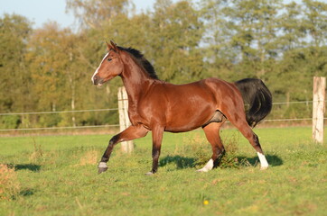 Fototapeta premium Warmblüter auf der Koppel