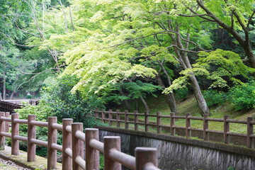 初夏のウォーキングコース　緑に覆われる植物園