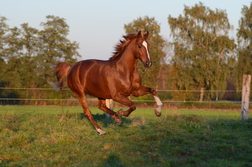 Warmblüter auf der Koppel © ScullyPictures