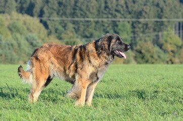 Leonberger