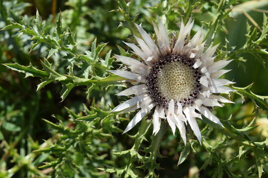 Carline blanche chardon fleur de montagne &eacute;t&eacute; feuilles nature flore