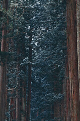 冬の林