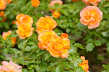 日本の植物園に咲く美しいオレンジ色のバラ