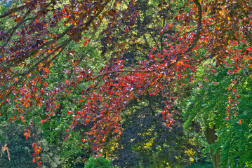 Blick durch rotes und grünes von Sonnenlicht durchflutetes Baumlaub mit schönem Bokeh