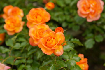 日本の植物園に咲く美しいオレンジ色のバラ