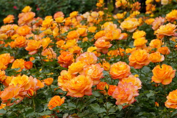 日本の植物園に咲く美しいオレンジ色のバラ