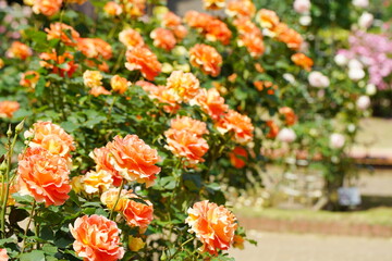 日本の植物園に咲く美しいオレンジ色のバラ