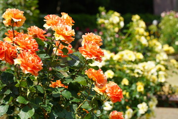 日本の植物園に咲く美しいオレンジ色のバラ