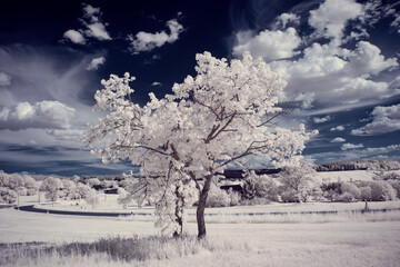 infrared photography - ir photo of landscape with tree under sky with clouds - the art of our world...