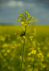 Obraz premium field of rapeseed