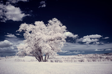 infrared photography - ir photo of landscape with tree under sky with clouds - the art of our world...