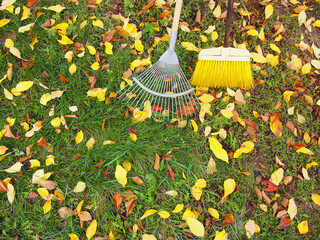 A rake and a broom lie on the grass and fallen colorful leaves. Autumn cleaning of fallen leaves.