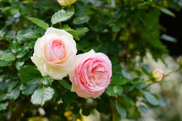 日本の植物園に咲くピンク色のバラ
