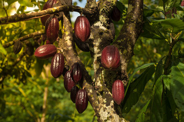 Chocolate tree ( Theobroma cacao ) with fruits. Red ready to harvest cacao pod, close up. Fruit plantation in the Philippines, Thailand, Bali.
