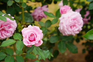 日本の植物園に咲くピンク色のバラ