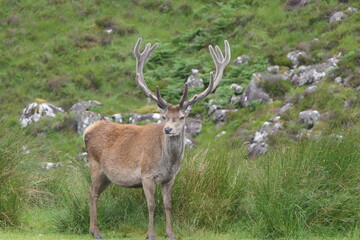 Naklejka na ściany i meble Deer in Scotland
