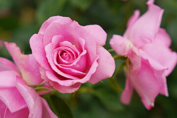日本の植物園に咲くピンク色のバラ