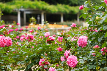 Fototapeta na wymiar 日本のバラ園に咲くピンク色のバラ
