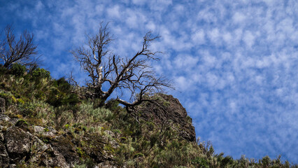 Obraz na płótnie Canvas Madeira is a Portuguese island with magnificent nature and hiking trails.