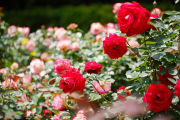 日本の植物園に咲くピンク色のバラ