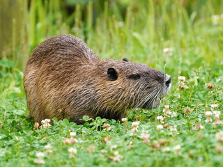 草を食べるヌートリア